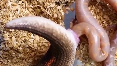 لحظة ولادة أفعى ثلاثة من صغارها (فيديو)
