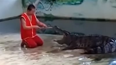تمساح يغلق فمه على رأس رجل (فيديو)
