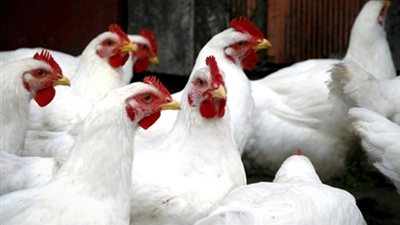 الدواجن البيضاء تسجل 27 جنيها للكيلو بالمزارع