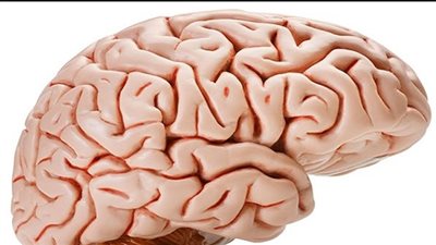 دراسة: الاختلافات في حجم المخ مسئولة عن نوبات الصرع