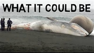 بالفيديو والصور.. حوت ضخم مهدد بالانفجار يجذب السياح