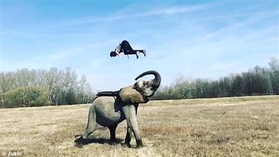 بالفيديو والصور.. شاب يؤدى خدعة قاسية مع فيله