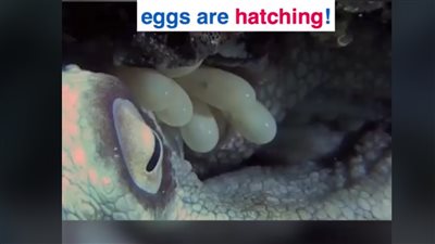 لحظة فقس الآلاف من بيض الأخطبوط (فيديو)