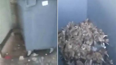 لقطات مروعة لعشرات الفئران تثير رعب الفرنسيين (فيديو)