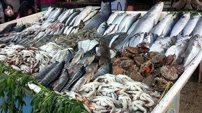 طرح كميات من الأسماك بسعر 10 جنيهات للكيلو في البحر الأحمر