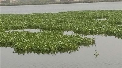 سؤال حول خطة الحكومة لمكافحة انتشار «ورد النيل»