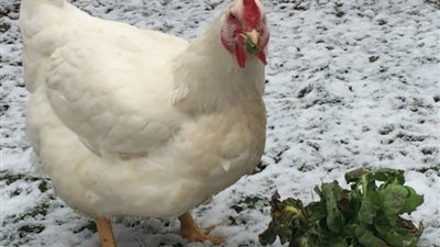 فرخة تضع بيضتين بـ3 صفارات في شهر واحد (صور)