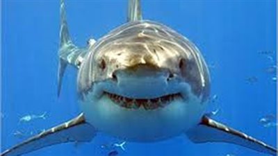 تثبيت كاميرا فيديو على ظهر سمك القرش الأبيض لمراقبة عاداته الغذائية