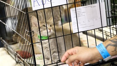 بالصور.. محبو القطط يتألقون بمهرجان «كات كون»