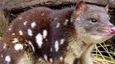 حديقة بيرث تفطم حيوان «الدصيور» رقم ألف لإطلاقه في الطبيعة