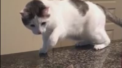 بالفيديو.. رد فعل قطة رأت قطعة «دونات»