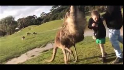 بالفيديو والصور.. كنغر يلكم طفلا في وجهه