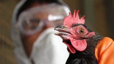 سلبية عينات 9 حالات اشتباه بإنفلونزا الطيور والموسمية في الشرقية