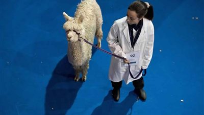 «ألبكة» غاضبة تتألق بمسابقة بريطانية (صور)