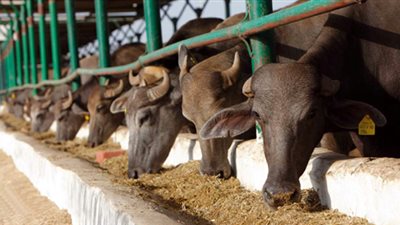 6 تغطيات لوثيقة التأمين ضد نفوق مزارع الماشية والدواجن