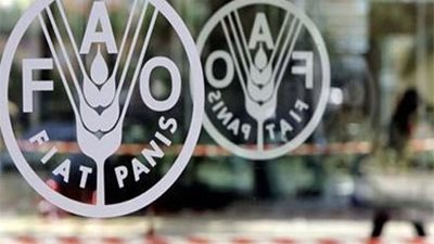 «فاو»: تقلص المساحة المزروعة بالقمح في سوريا إلى 2.16 مليون هكتار