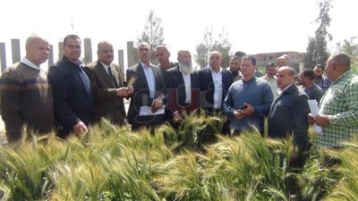 زراعة البحيرة تدشن اليوم الحقلي لمحصول القمح (صور)