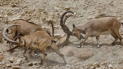 صراع بين تيس وآخر بسبب أنثى (صور)