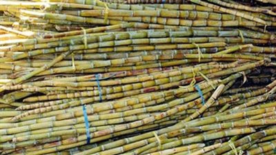 نقيب الفلاحين يطالب برفع أسعار توريد القصب لـ600 جنيه