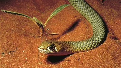 بالصور.. أبوان يعثران على ثعبان سام بغرفة طفلهما