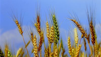 التغيرات المناخية تهدد محاصيل الأرز والقمح