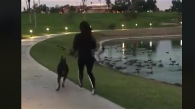 كلب يلقن فتاة حسناء درسًا قاسيًا (فيديو)