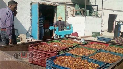 التعاون الدولي تدعم مجمع تمور الوادي الجديد بألواح طاقة شمسية