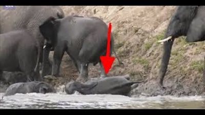 فيل يتعرض لموقف محرج بأحد الأنهار (فيديو وصور)