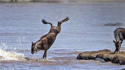 بالصور.. حيوان بري ينجو بقفزة متهورة من فك التماسيح