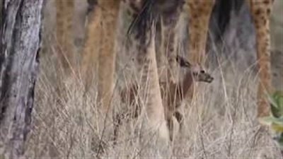 رد فعل غزالة ظنت زرافتين والديها (فيديو وصور)