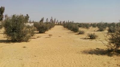 نشرة الاقتصاد: ضم أراضي الثورة الخضراء لـ«الشيخ زايد»