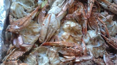 الكابوريا تسجل 37 جنيها بسوق الجملة