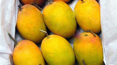 انفراجة في أزمة المانجو المصرية بلبنان.. ملحقنا التجاري يلوح بالتعامل بالمثل مع التفاح الوارد إلى القاهرة.. وبيروت تسمح بمرور شحنتين دون تطبيق قرار «زعيتر» عليها