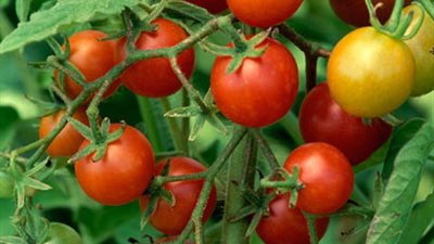 إدخال الزراعات التعاقدية على محصول الطماطم في قنا