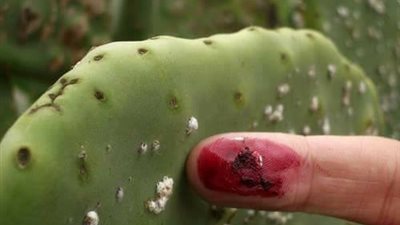 أخصائي أطفال: المادة الحمراء المستخدمة في الكاتشب لا تسبب السرطان