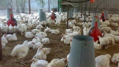 الثروة الداجنة: ارتفاع الطاقة الإنتاجية خلال شهر رمضان