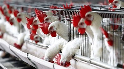 27 جنيها سعر كيلو الدواجن البيضاء في المزارع