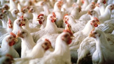 22 جنيها لكيلو الدواجن بالأسواق.. وكرتونة البيض بـ 36 جنيها