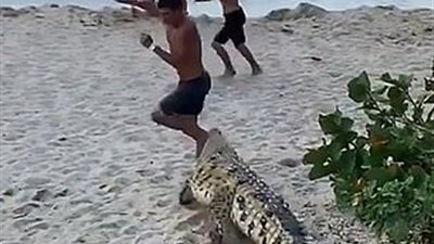 تمساح يروع السياح بظهور مفاجئ على شاطئ كولومبي (فيديو وصور)