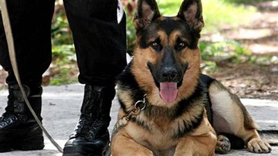 خبراء المفرقعات يمشطون محيط اللجان الانتخابية بـ1800 كلب بوليسي