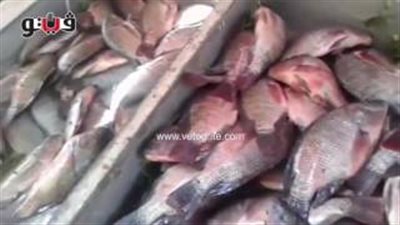 بالفيديو.. استقرار أسعار الأسماك والبلطي بـ27 جنيها