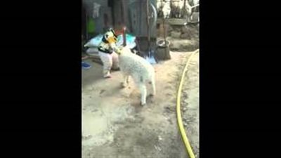 بالفيديو.. خناقة بين طفل وخروف