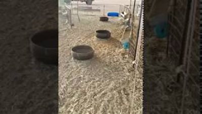 بالفيديو.. لصوص يسرقون 85 رأس غنم من حظيرة سعودي بعد تكبيل العمال