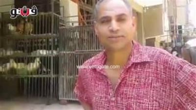 بالفيديو.. استقرار أسعار الدواجن اليوم والبلدي بـ35 جنيها