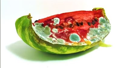 التغيرات التي تطرأ على الطعام عند تركه ليفسد ويتعفن (فيديو)