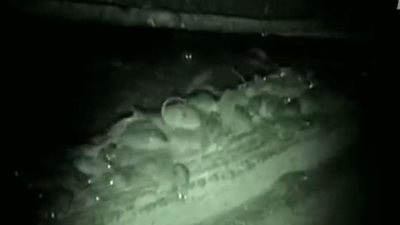 لقطات مروعة لملايين الفئران تهاجم منازل ومزارع أسترالية (فيديو وصور)