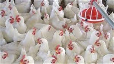 تراجع أسعار الدواجن اليوم 16/ 1/ 2019.. والبيضاء بـ25 جنيها