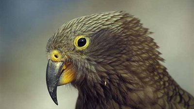 ضحكات الببغاء «كيا» عدوى تنتقل إلى الآخرين