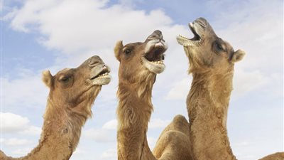 استبعاد إبل من مسابقة جمال الإبل بالسعودية بسبب «البوتكس»