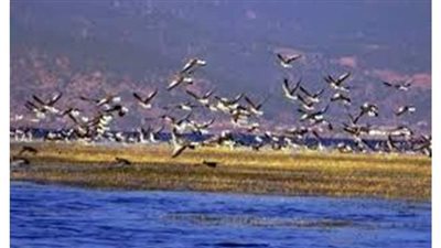 خبير سياحي: توقف محطات الرياح في مصر خلال عبور الطيور المهاجرة تصرف متحضر